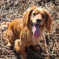 Cocker Spaniel (Working & Show)