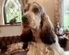 Cocker Spaniel (Show)