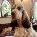 Cocker Spaniel (Show)