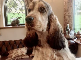 Cocker Spaniel (Show)