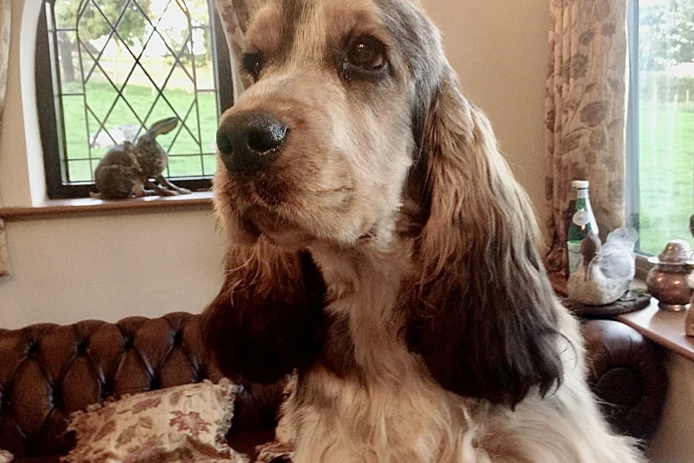 Cocker Spaniel (Show)