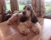 Cocker Spaniel (Show)