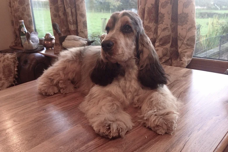 Cocker Spaniel (Show)