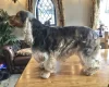 Cocker Spaniel (Show)