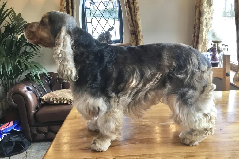 Cocker Spaniel (Show)