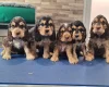 Cocker Spaniel (Show)