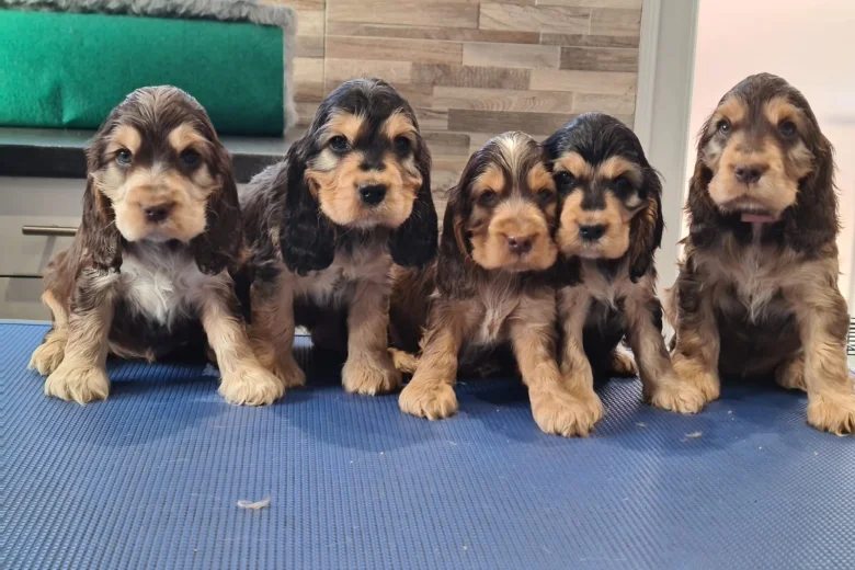 Cocker Spaniel (Show)