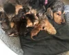 Cocker Spaniel (Show)