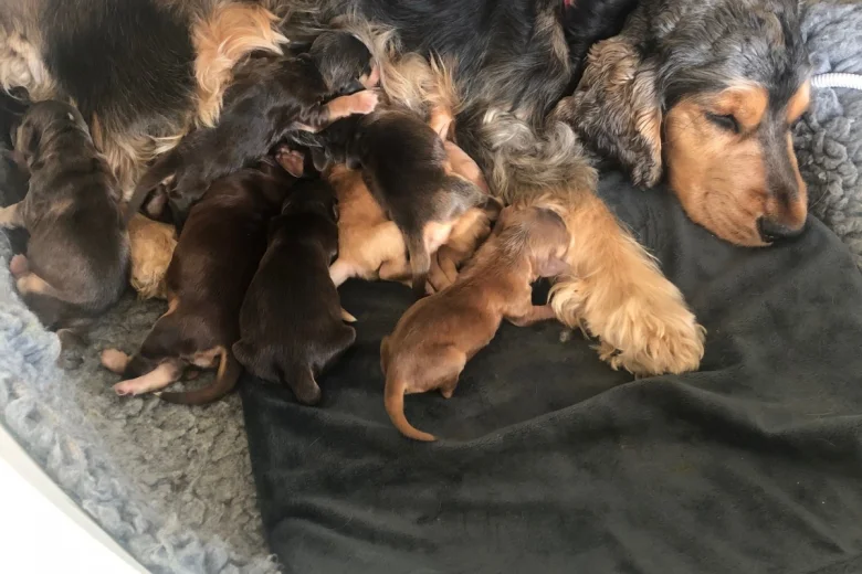 Cocker Spaniel (Show)