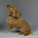 Dachshund (Smooth Haired) - Dogs