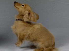 Dachshund (Smooth Haired) - Dogs
