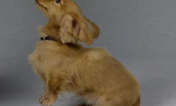 Dachshund (Smooth Haired) - Dogs