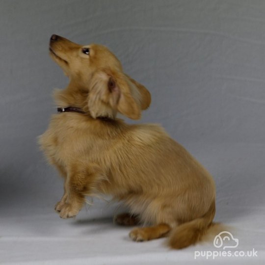 Dachshund (Standard & Miniature) - Dogs