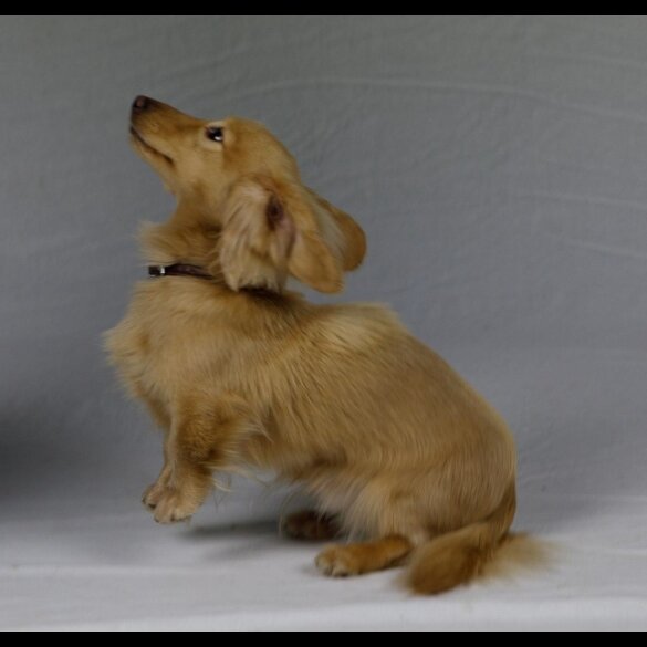 Dachshund (Smooth Haired) - Dogs