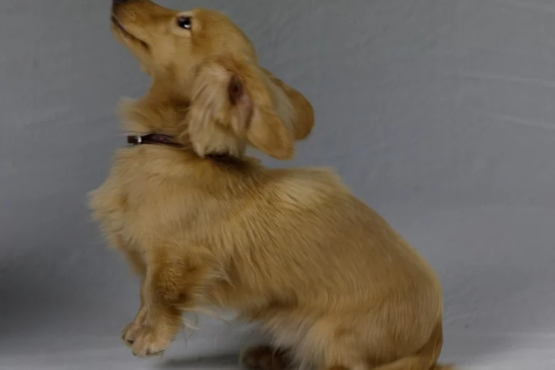 Dachshund (Smooth Haired) - Dogs