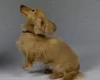 Dachshund (Smooth Haired) - Dogs