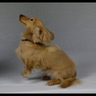 Dachshund (Smooth Haired) - Dogs