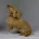 Dachshund (Smooth Haired) - Dogs