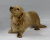 Dachshund (Smooth Haired) - Dogs