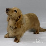 Dachshund (Standard & Miniature) - Dogs