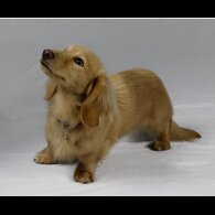 Dachshund (Smooth Haired) - Dogs