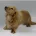 Dachshund (Smooth Haired) - Dogs