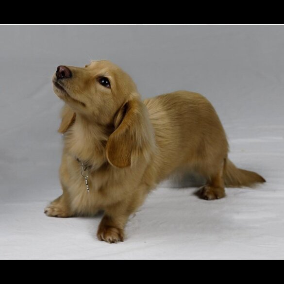 Dachshund (Smooth Haired) - Dogs