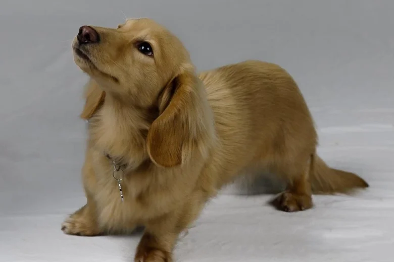 Dachshund (Smooth Haired) - Dogs