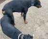 Doberman