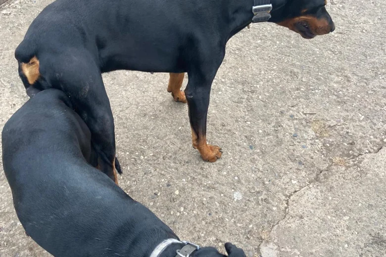 Doberman