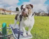 Dorset Olde Tyme Bulldogge - Dogs