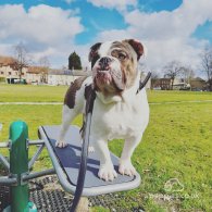 Dorset Olde Tyme Bulldogge - Dogs