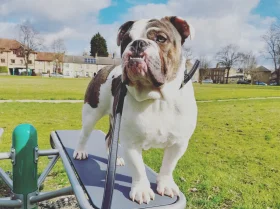 Dorset Olde Tyme Bulldogge - Dogs
