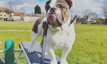 Dorset Olde Tyme Bulldogge - Dogs