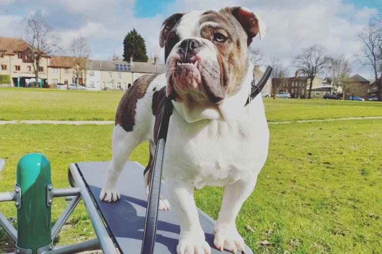 Dorset Olde Tyme Bulldogge - Dogs
