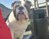 Dorset Olde Tyme Bulldogge - Dogs