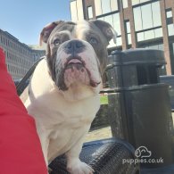 Dorset Olde Tyme Bulldogge - Dogs