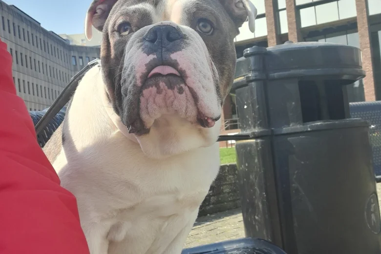 Dorset Olde Tyme Bulldogge - Dogs