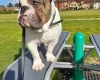 Dorset Olde Tyme Bulldogge - Dogs