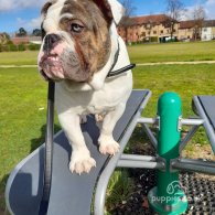 Dorset Olde Tyme Bulldogge - Dogs