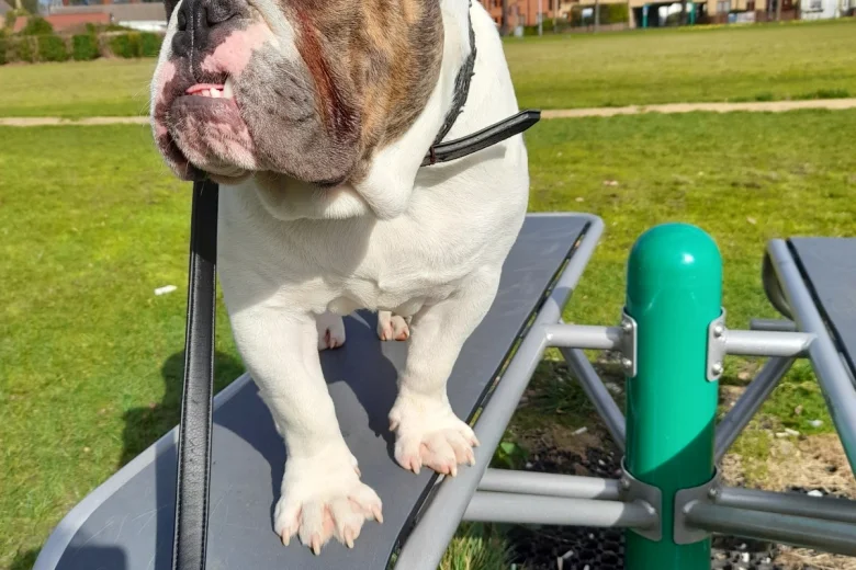 Dorset Olde Tyme Bulldogge - Dogs