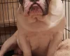 Dorset Olde Tyme Bulldogge - Dogs