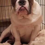 Dorset Olde Tyme Bulldogge - Dogs