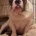 Dorset Olde Tyme Bulldogge - Dogs