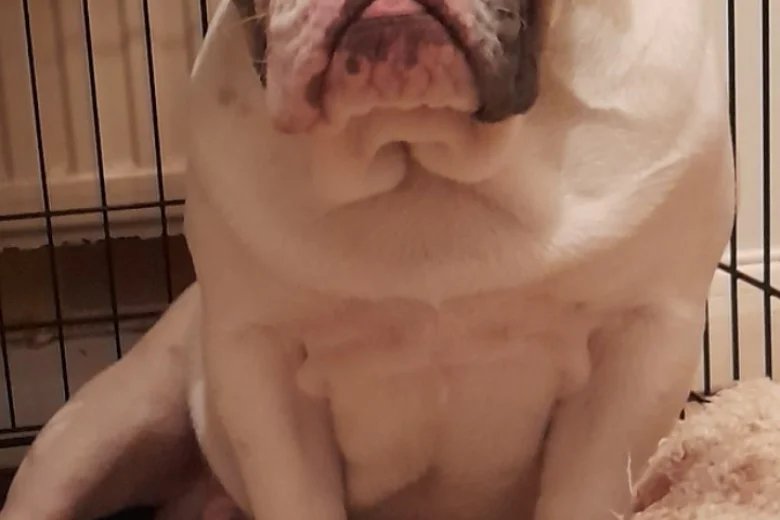 Dorset Olde Tyme Bulldogge - Dogs