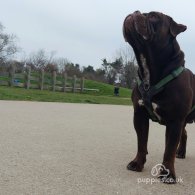 Dorset Olde Tyme Bulldogge