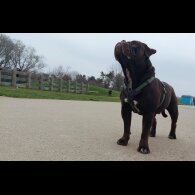 Dorset Olde Tyme Bulldogge