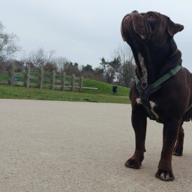 Dorset Olde Tyme Bulldogge