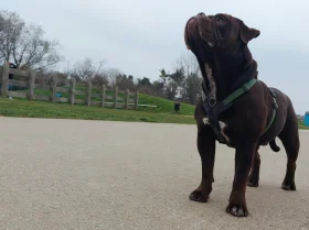 Dorset Olde Tyme Bulldogge