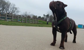 Dorset Olde Tyme Bulldogge